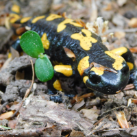 Park vo Svätom Antone Park vo Svätom Antone