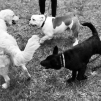 Camp Belá - Pes Liečiteľ Camp Belá - Pes Liečiteľ