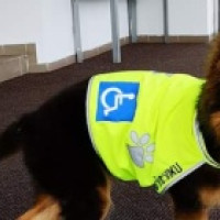 Štvornohý terapeut Štvornohý terapeut