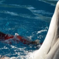 Delfíny pre Petru Delfíny pre Petru