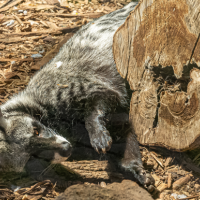 Zoo v Bojniciach Zoo v Bojniciach