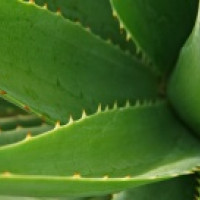 ALOE VERA A JEJ VPLYV NA NAŠE ZDRAVIE ALOE VERA A JEJ VPLYV NA NAŠE ZDRAVIE