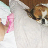 Canisterapia Canisterapia