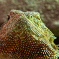 Kontaktná Zoo CROC Terrarium Studio Kontaktná Zoo CROC Terrarium Studio