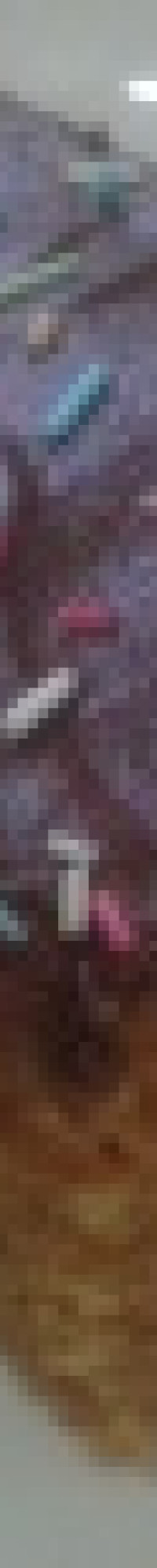 Mrkvov kol