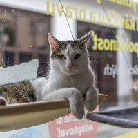 Mačacia planéta Mačacia planéta